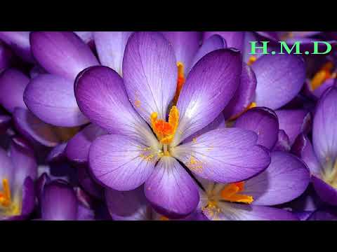 حاتم العراقي ان كنت ناوي السفر