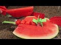 8 Watermelon Slicers put to the Test