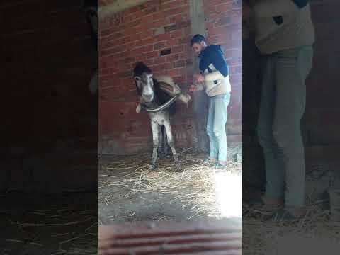 هههه هدا السبع Memes الصحراء Chicken البحريه Funny الدارالبيضاء Edm اكسبلور الرباط ضحك 