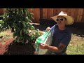 How to plant  care for an avocado tree and the art of grunting