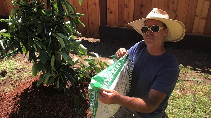 How to Plant & Care for an Avocado Tree and the Ar...