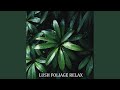 Calm Breeze Strings