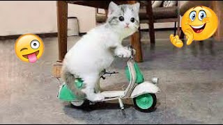 New Cute and Funny Animals 2024  Funniest Cats and Dogs Videos #35