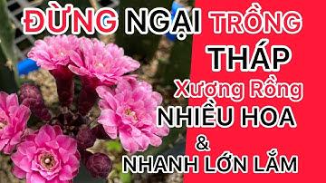 Tóm tắt các bước trồng xương rồng tháp/ Xương Rồng BMT #40