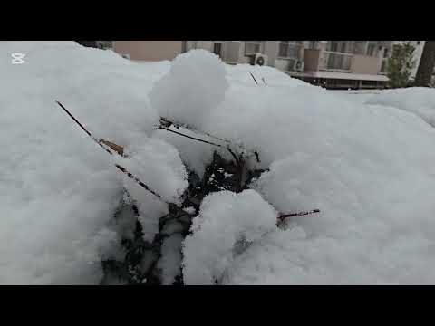 Snowy morning #Japan #cold
