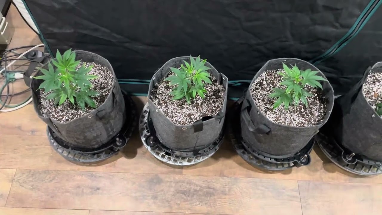 Grow With C-Bass - Clone Session # 1