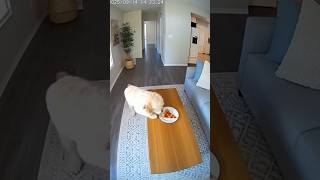 Security Camera Caught My Dog Doing This