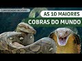 Cobras gigantes! Conheça as 10 maiores cobras do mundo.