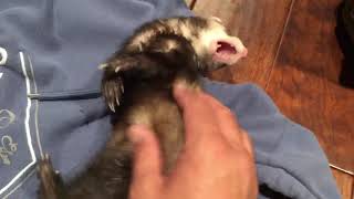 Loud Ferret Noises pt.2