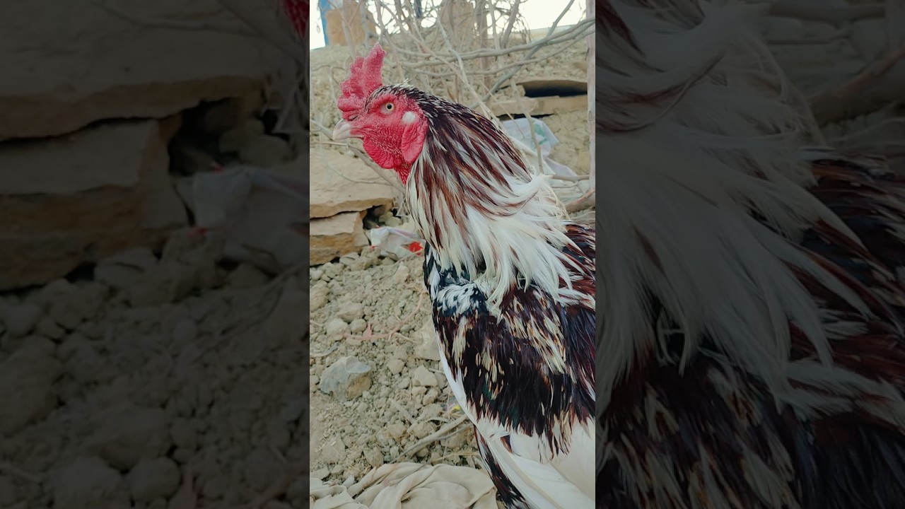 Allah's creation colors 