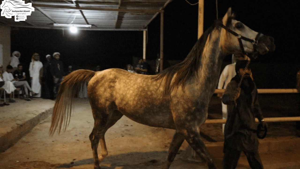 حراج الخيل الاسبوعي بالطائف 19 4 2022