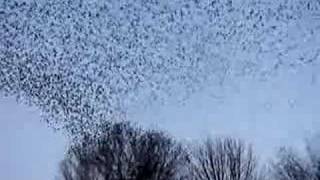 birds tree cottage tag 240p