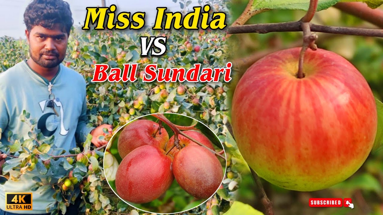 ball sundari apple ber vs Miss India apple ber farming in india....9091394953