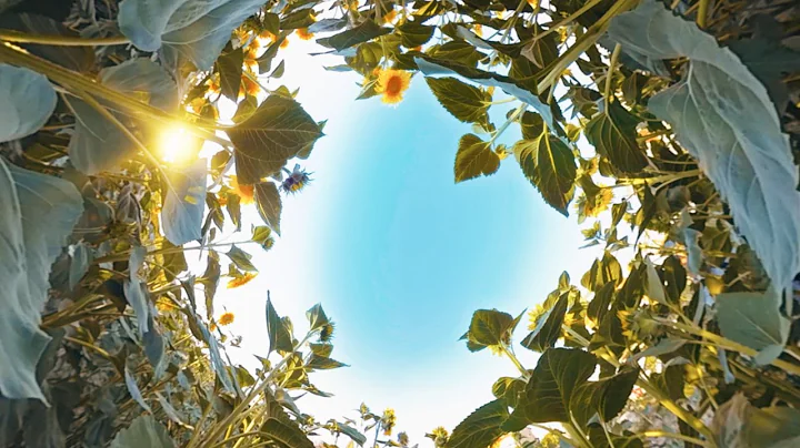 Advance sustainability with innovative devices from Dell Technologies