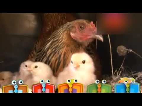 لقطة بسيطة فاصل براعم دعاية الدجاجة 2 في نام القمر رمضان 2011 2012 