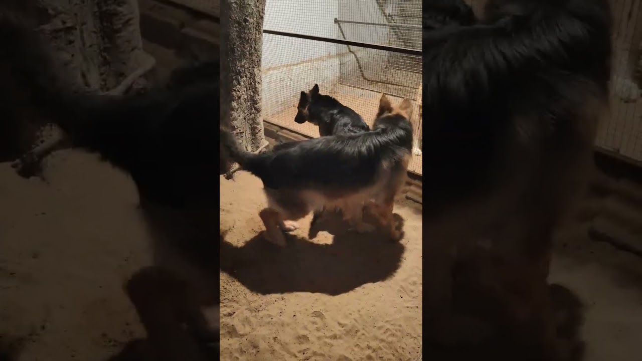 gsd dogs || German shepherd mating video in tiger pet's kennel sikar (tiger pet's care