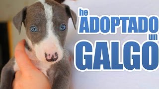 HE ADOPTADO UN GALGO !!!