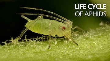 Life cycle of aphids
