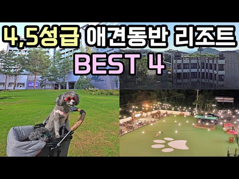 국내 최고 강아지 리조트 베스트4 상세 리뷰