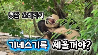 7/1 푸바오실시간 오후풀 깨우지마라~  잘먹잘싸너무 잘~~ 잤네요 푸야~밥은 먹고 자야지😂😂