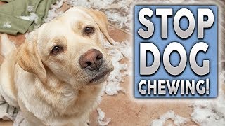 How To STOP Your Puppy From Chewing!