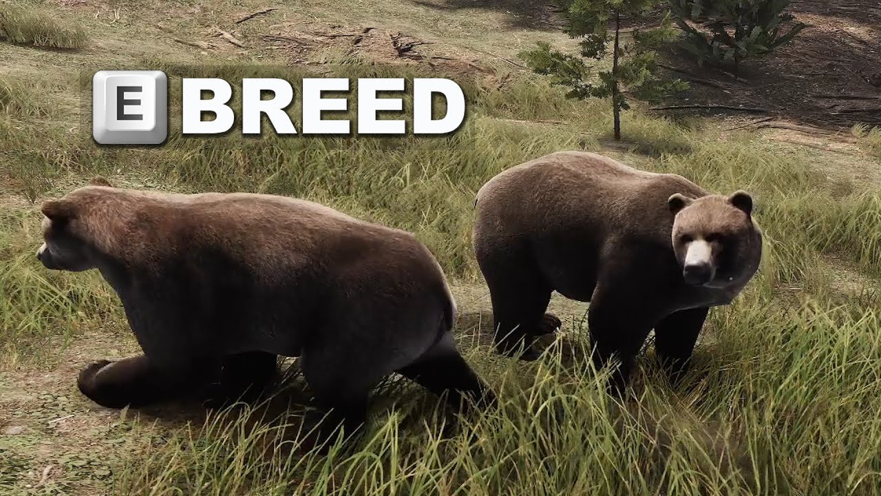 Crusty plays a Bear Simulator