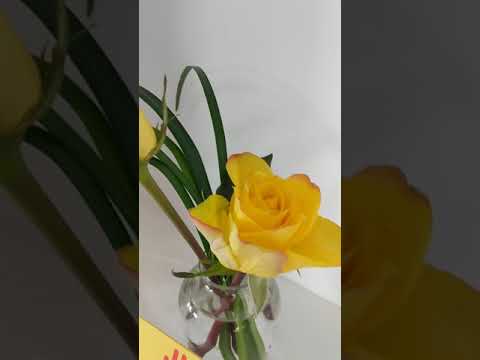 Video: What Do Yellow Flowers Symbolize?