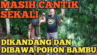 KENAPA HARUS CARANYA BEGINI.?SEORANG IBU CANTIK DI!K*T RANTAI BESI PANJANG DIBELAKANG RUMAH