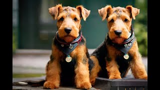 Airedale Terrier 101  A Comprehensive Guide| AKC Standards| #AiredaleTerrier