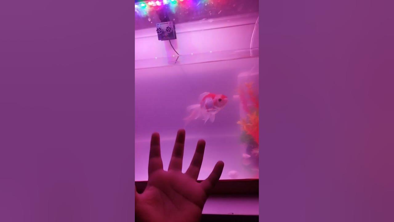 let-s-talk-about-why-is-my-fish-tank-is-cloudy-youtube