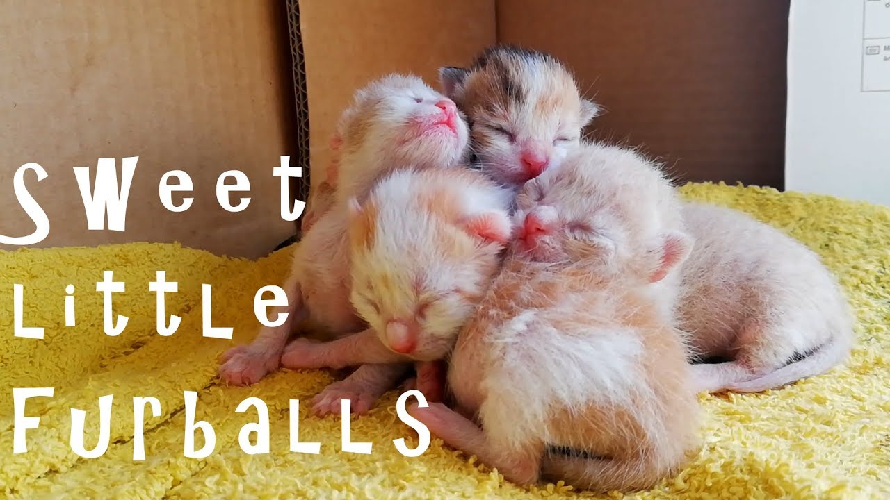 Baby kittens alone without their mother 