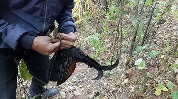 Yos hav zoov |Cuab tau ib tus lau 12/2019 | Tsu vaj