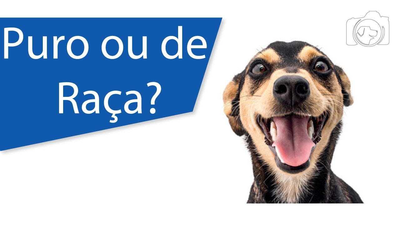 Como Saber Se Meu Cachorro Quebrou A Pata