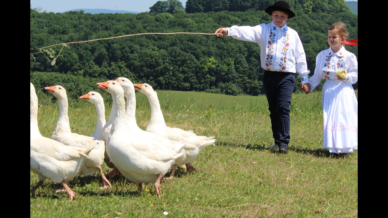 Šťiri húske biele Spolok Slovákov z Bulharska