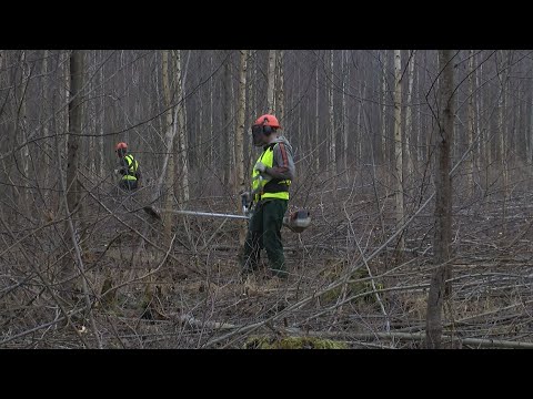 Video: Portulaka Ir Spilgti Ziedu Paklājs. Kopšana, Audzēšana, Pavairošana. Frotē, Dārzs, Lielzieds. Zieds. Fotoattēli