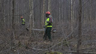 Jaunaudžu kopšana – tikpat svarīga kā mežu stādīšana