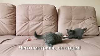 Насыщенная жизнь плюшевых котят