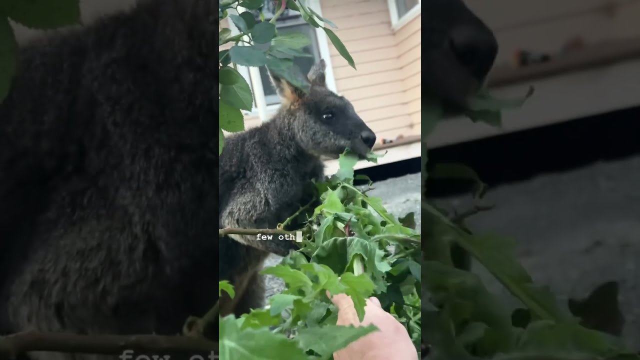 Had A Visitor This Morning Australia Wallaby Kangaroo Breakfastwithamate