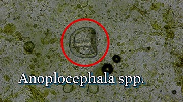 How to do a McMaster