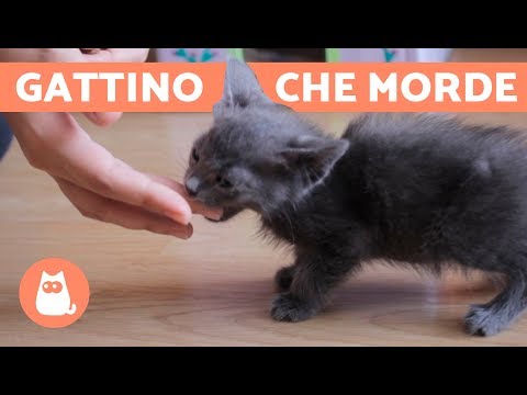 Video: Il tuo cane ti mangerebbe?