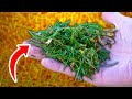 Never Throw Away Grass Clippings, DO THIS INSTEAD!