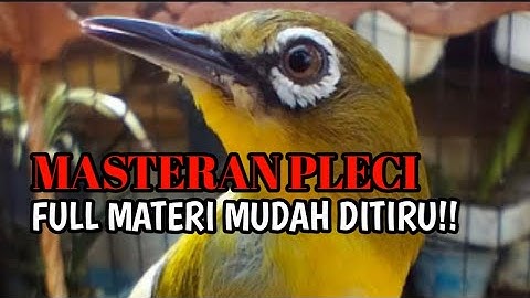 Masteran Pleci wit wit kenari sambung bren ciblek panjang terbaru _ Terapi pleci nembak materi