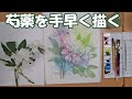 【透明水彩画】芍薬を手早く描く【English sub】