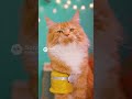 Crazy cat world #funnycats #catlovers