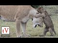 Nine Small Lion Cubs Annoying Their Parents