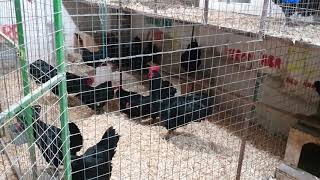 05.01.2021 Familii Australorp Negru ... Ferma Caba