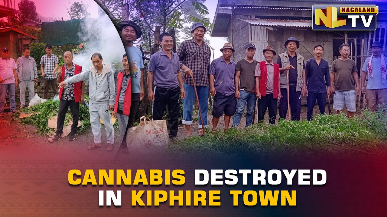 MARIJUANA PLANTS IN AND AROUND KIPHIRE TOWN DESTROYED