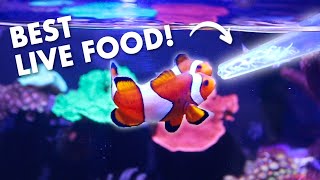How to Culture White Worms for Your Freshwater & Saltwater Fish | Blue Reef Tank