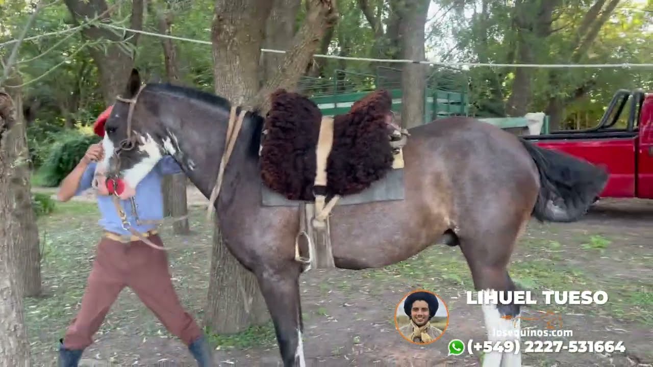 Caballo overo nuevo de doma manso $3.800.000 - LOSEQUINOS.COM