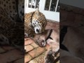 Cougar and Jaguar: Mateo and Meeka grooming and playing!!